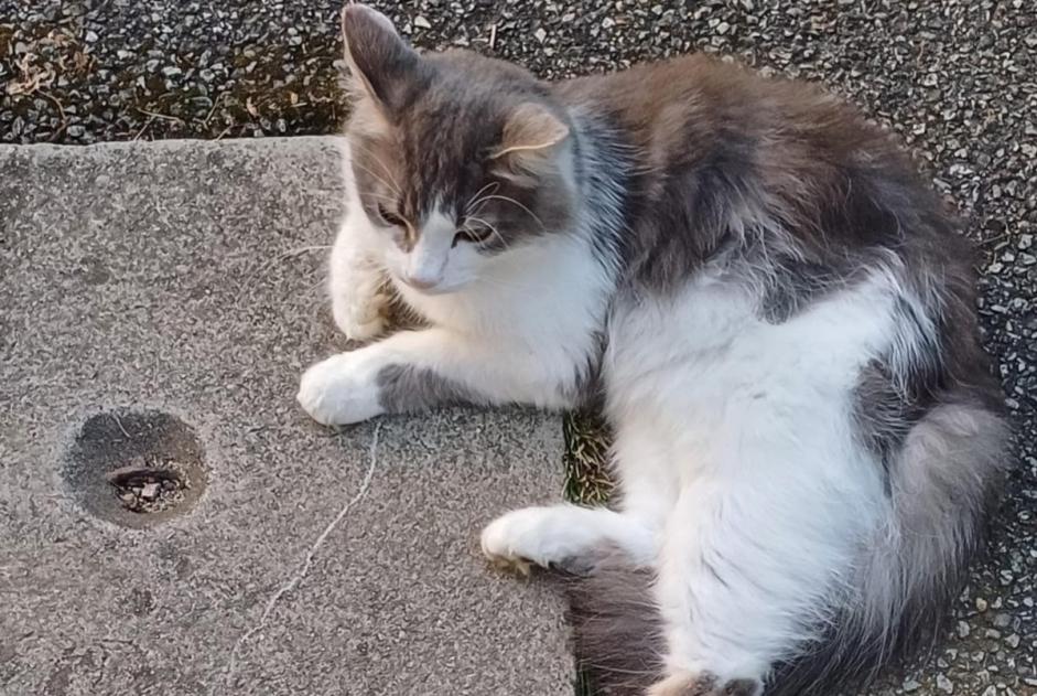 Alerta de Desaparición Gato cruce Macho , 4 años Brié-et-Angonnes Francia