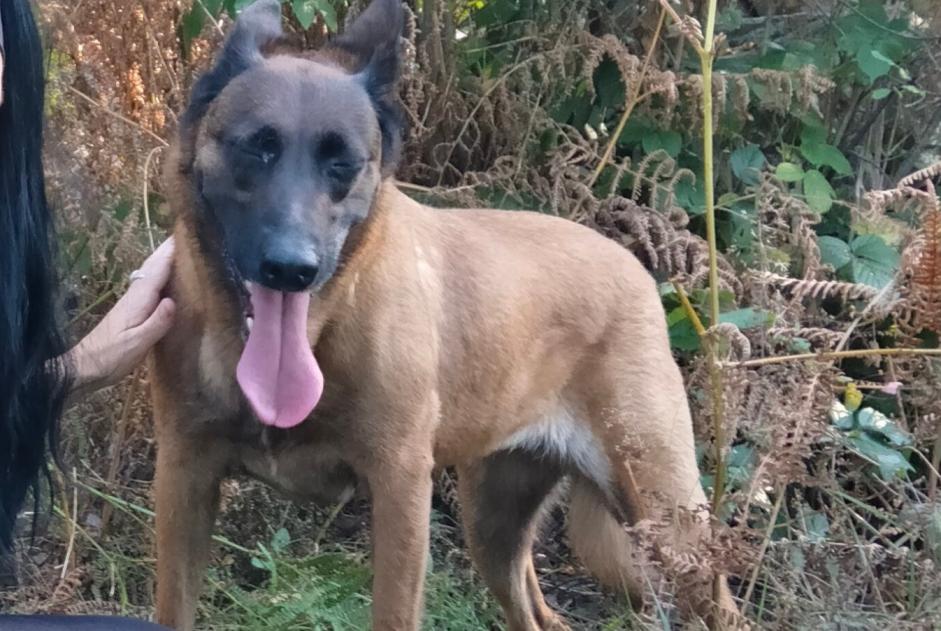 Alerta de Desaparición Perro  Hembra , 7 años Thiberville Francia