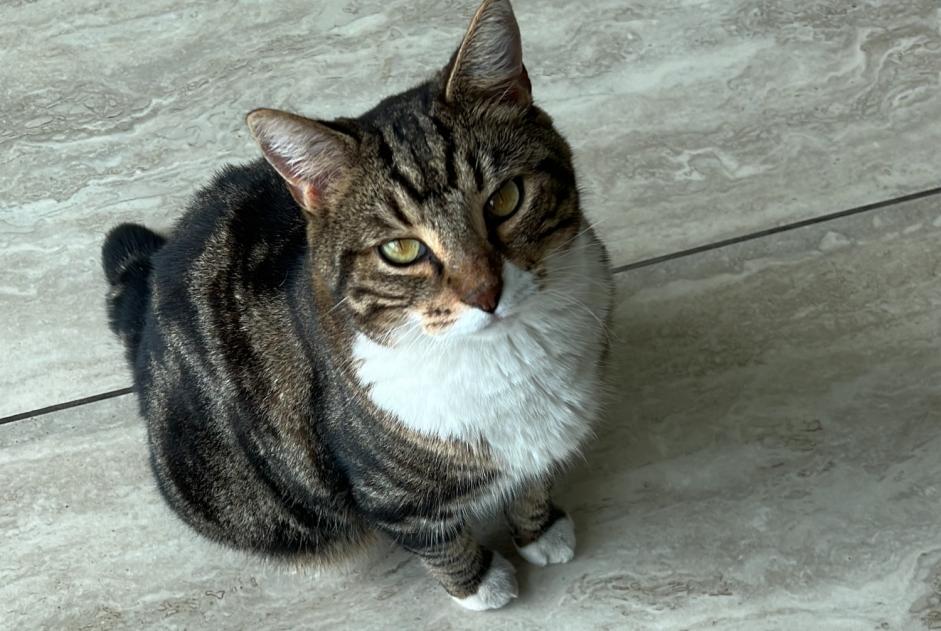 Alerte Disparition Chat Mâle , 7 ans Cesseville France