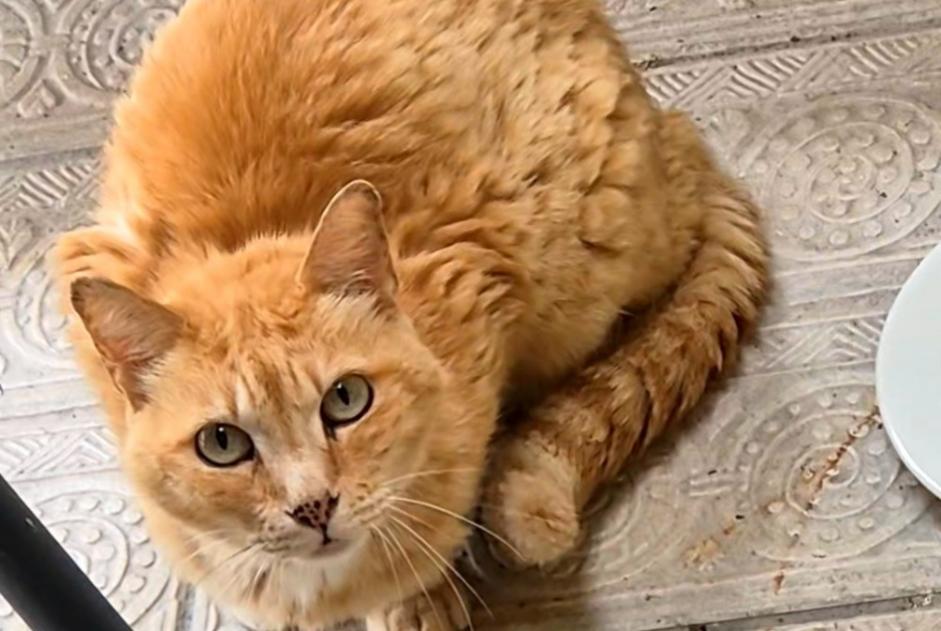 Alerte Découverte Chat Inconnu Ivry-la-Bataille France