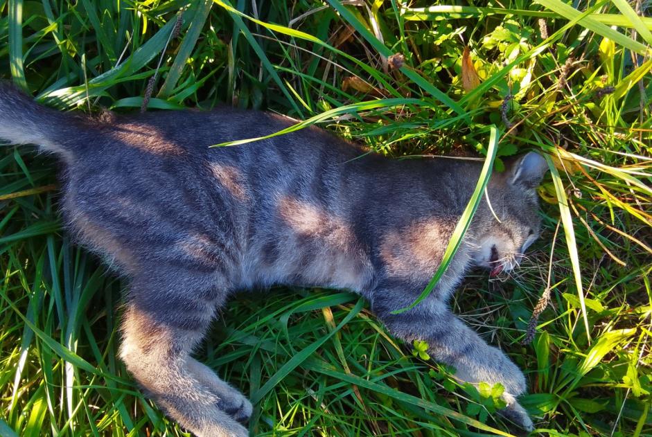 Alerte Découverte Chat Inconnu Lindry France