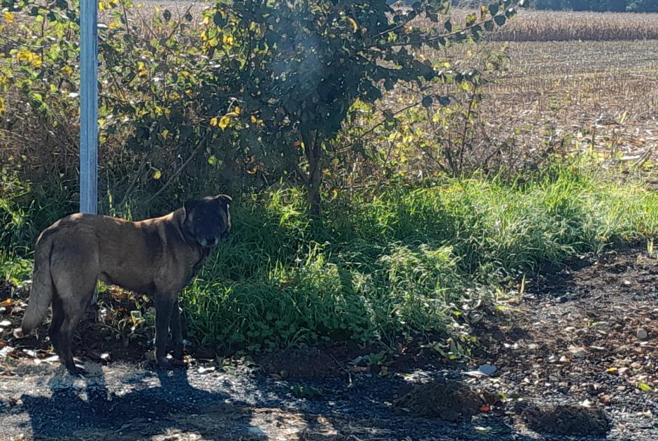 Alerte Découverte Chien  Inconnu Benet France