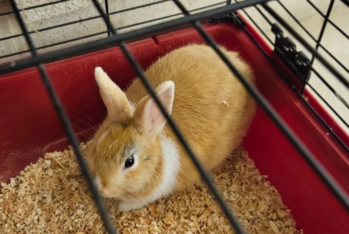 Alerte Découverte Lapin Inconnu Saint-Michel France